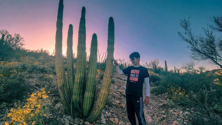 10 Important Tips for Camping at Twin Peaks Campground in Organ Pipe Cactus  National Monument | MPA Project Travels